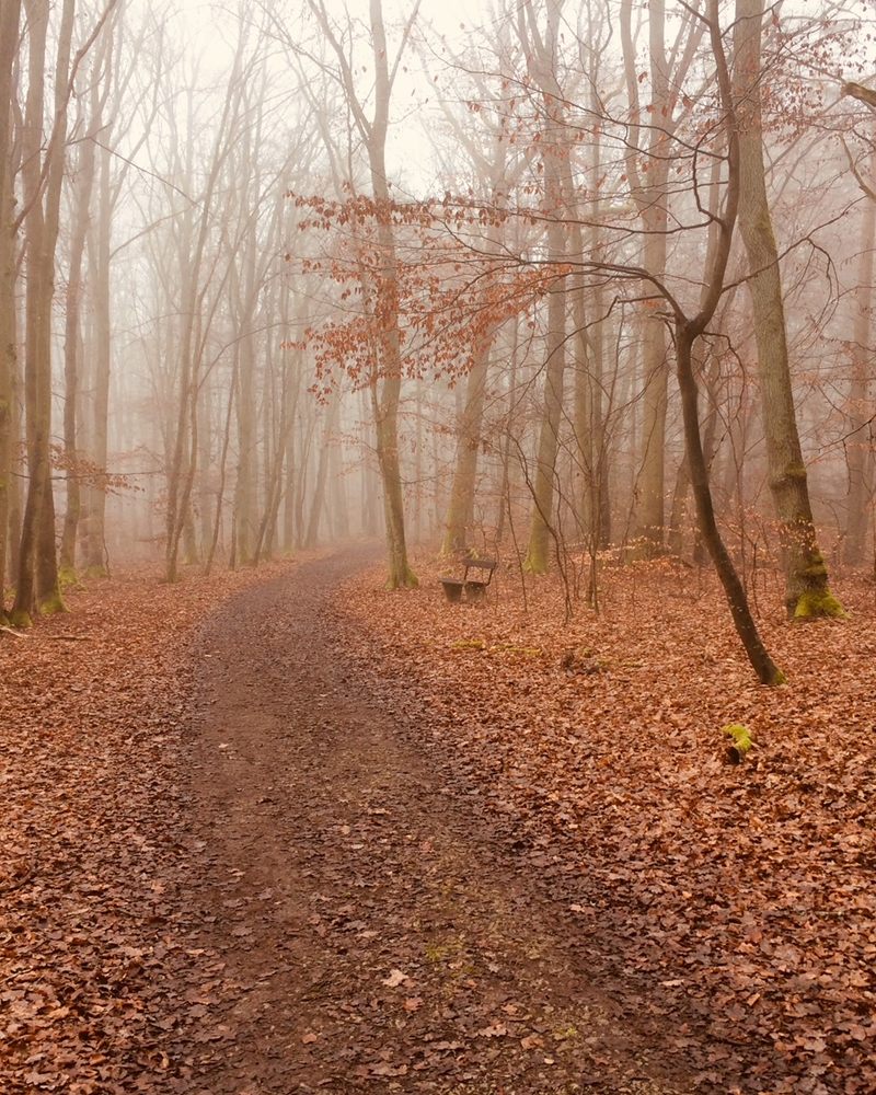 Nebliger Herbstwald mit einem Laubweg und einer Bank am Wegrand